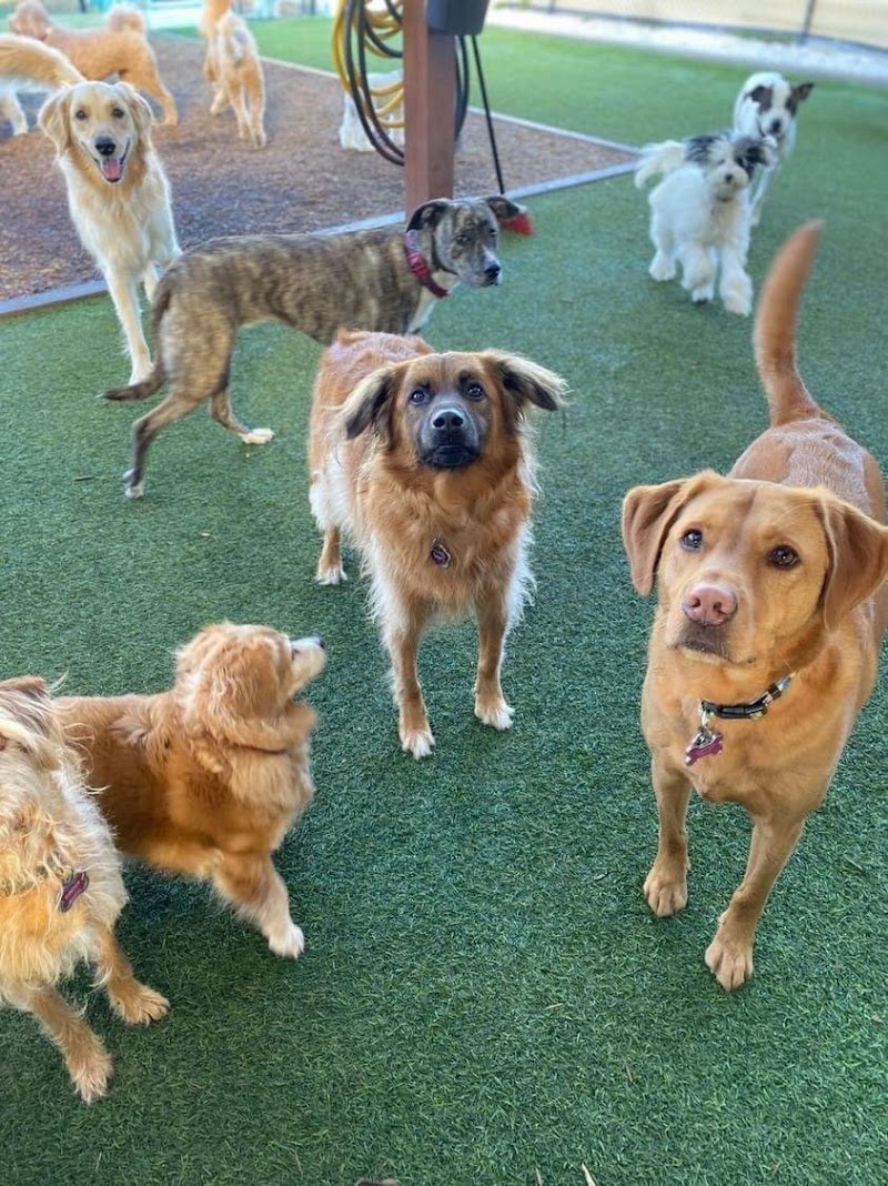 The Mutt Meetup photo 2