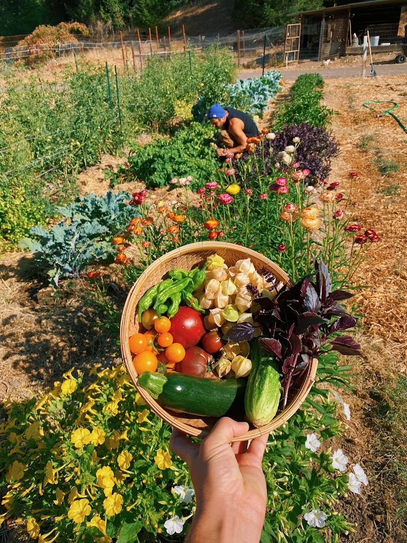 Solar Punk Farms photo 2