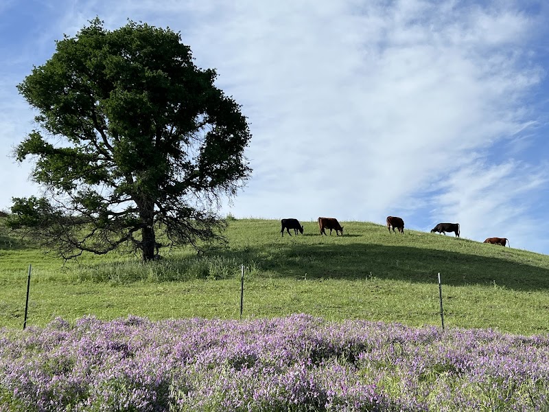 Summerfield Cattle Co photo 2