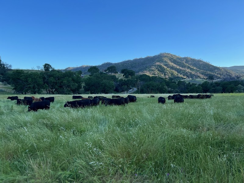 Photo of Summerfield Cattle Co