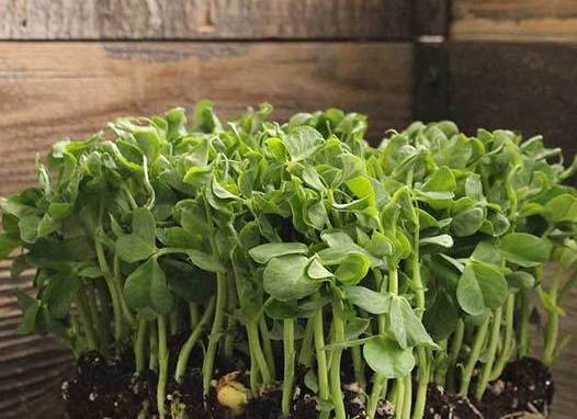 Vitality Farms Company (Microgreens Farm) photo 2