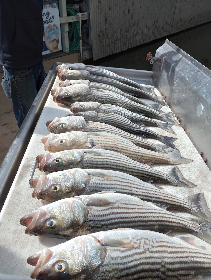 Topline Sportfishing photo 3
