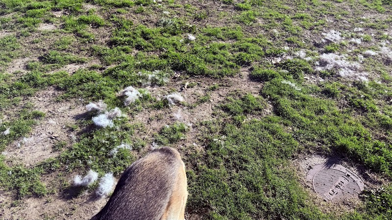 Dougherty Hills Dog Park photo 3