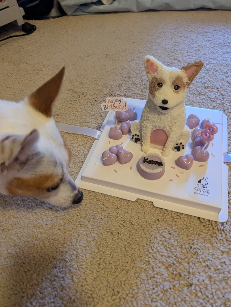 YOMI YOMI pet food studio photo 4