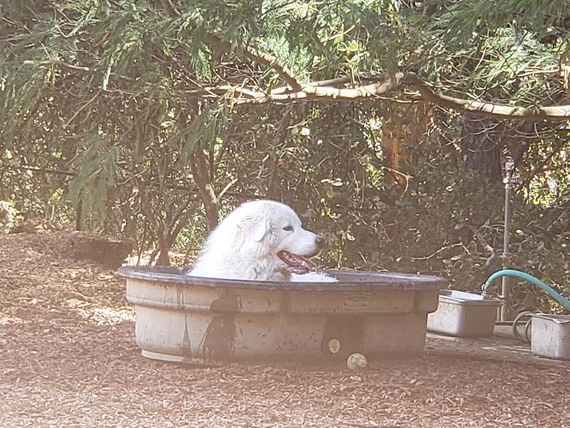 Villa Chanticleer Dog Park photo 4