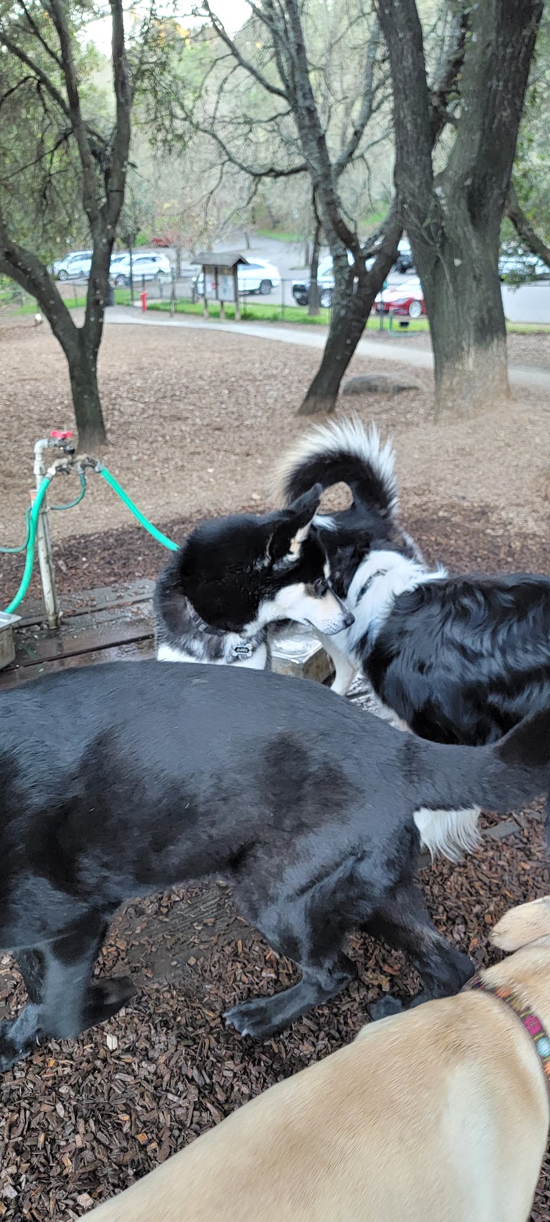 Villa Chanticleer Dog Park photo 3
