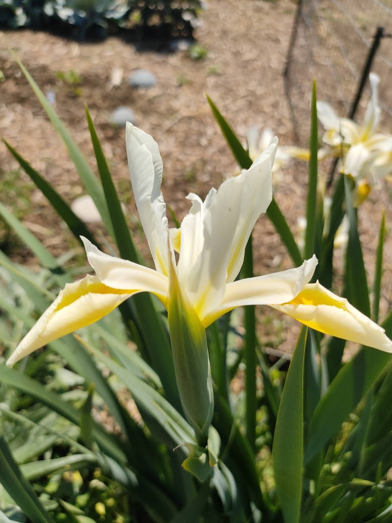 Davis Community Gardens photo 3