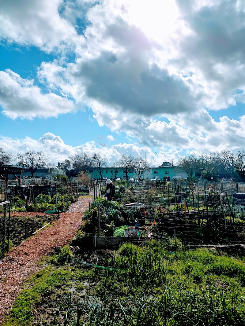 Davis Community Gardens photo 2
