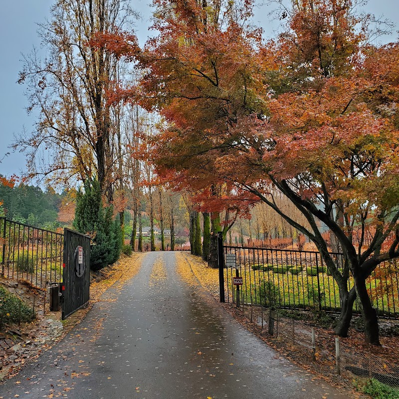 Pezzi King Winery photo 5