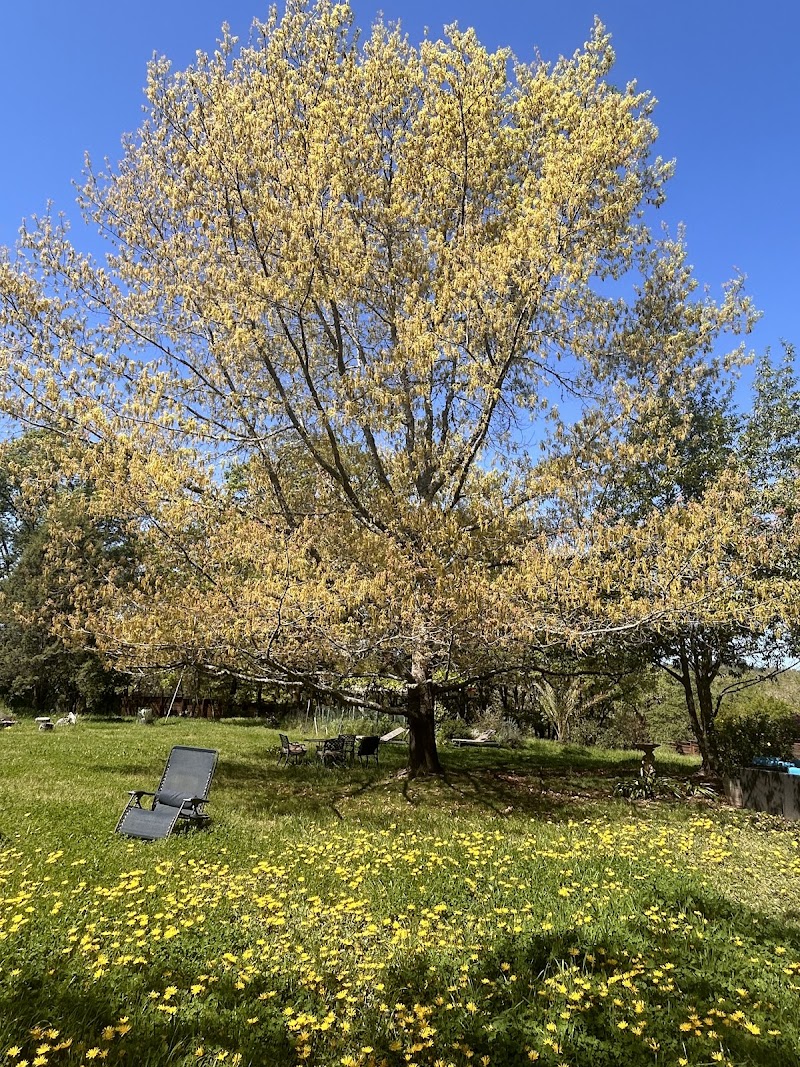 Thriving Oak Wellness: Massage and Psychotherapy photo 5