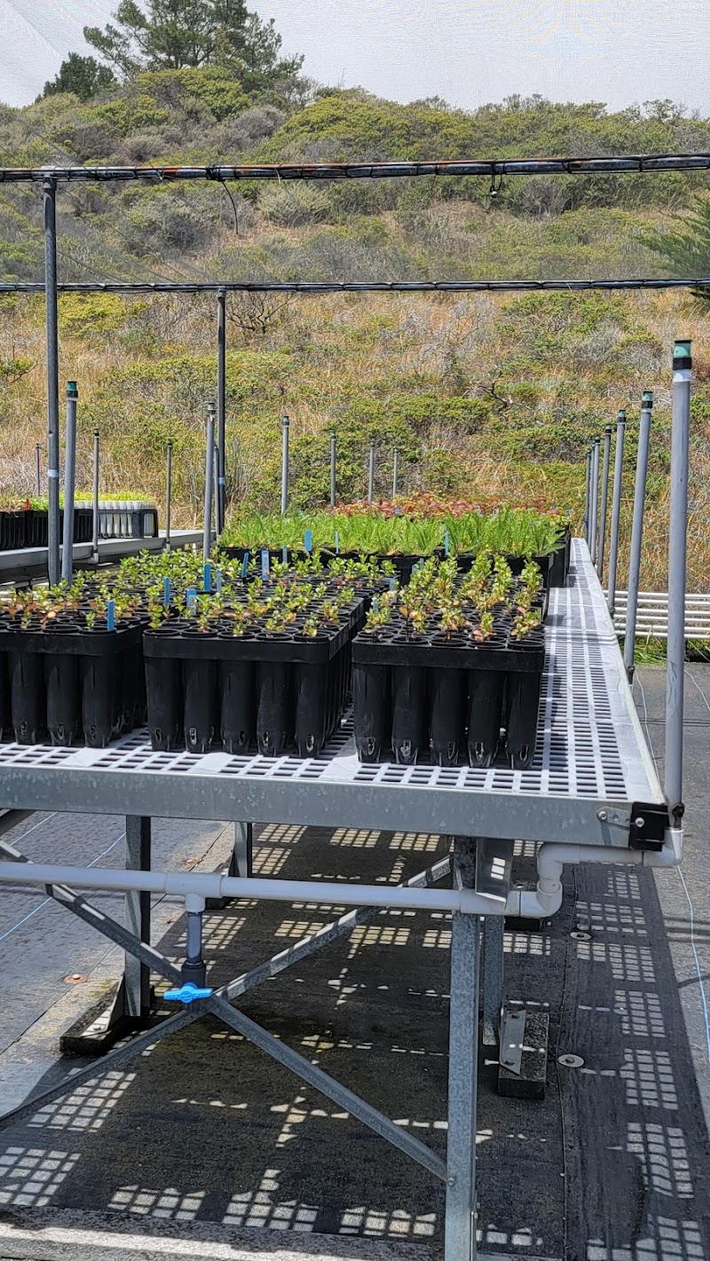 Photo of Marin Headlands Nursery