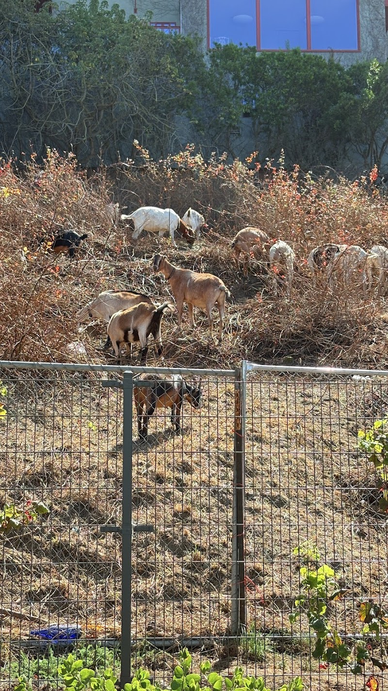 Pepi's Dog Play Area photo 4