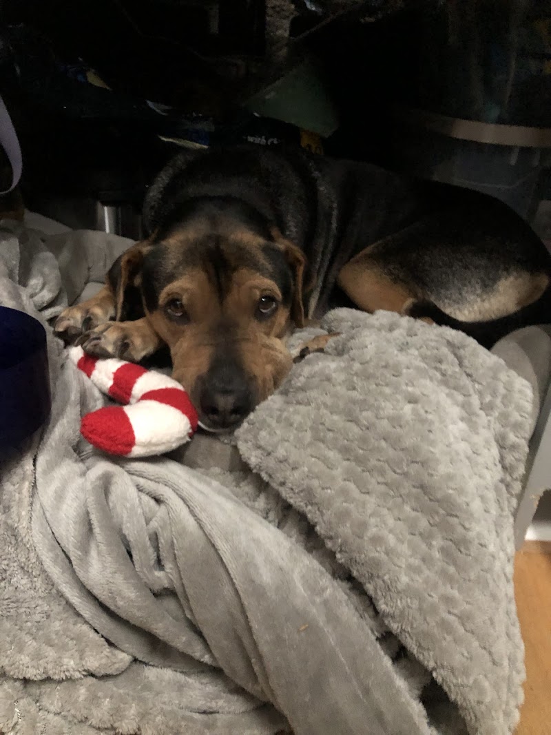 Holiday Kennels photo 3