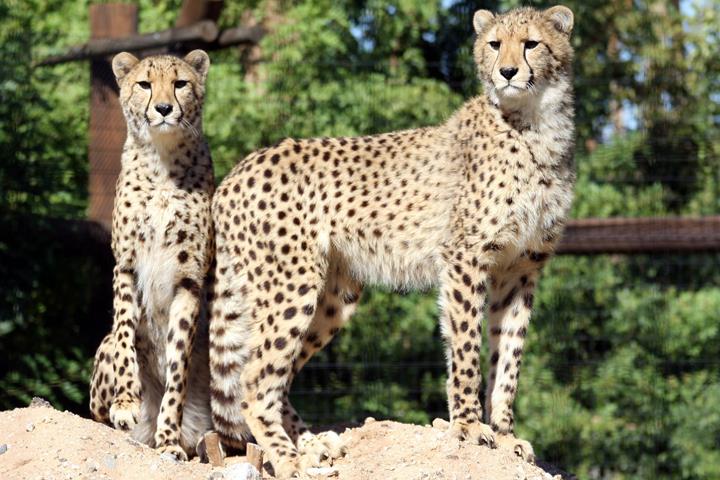 Photo of Wildlife World Zoo, Aquarium & Safari Park