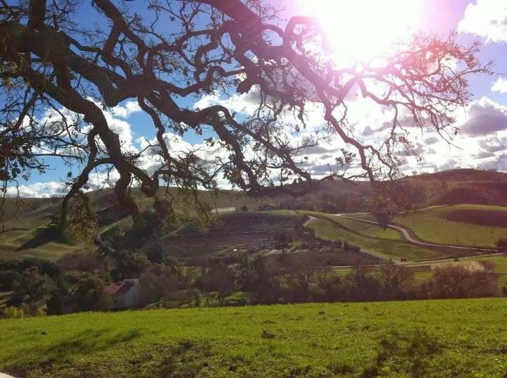 Three Horse Farms photo 5