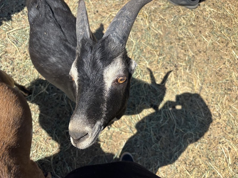 Goatlandia Farm Animal Sanctuary photo 2