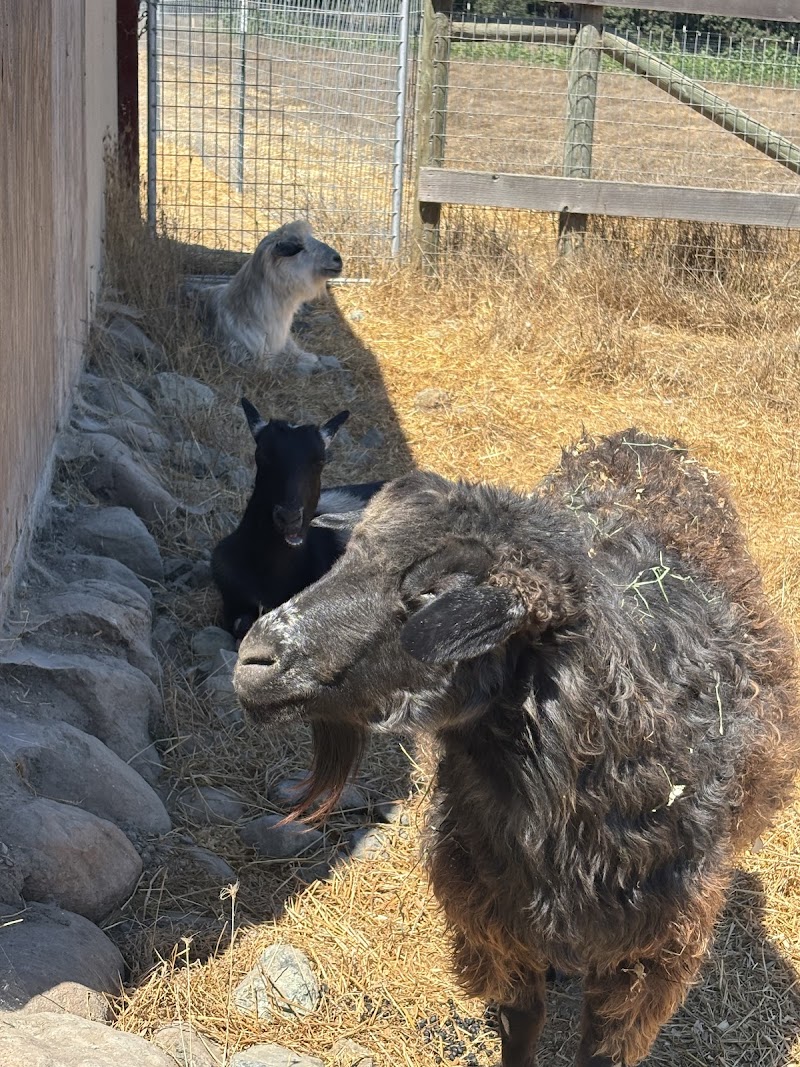 Goatlandia Farm Animal Sanctuary photo 4