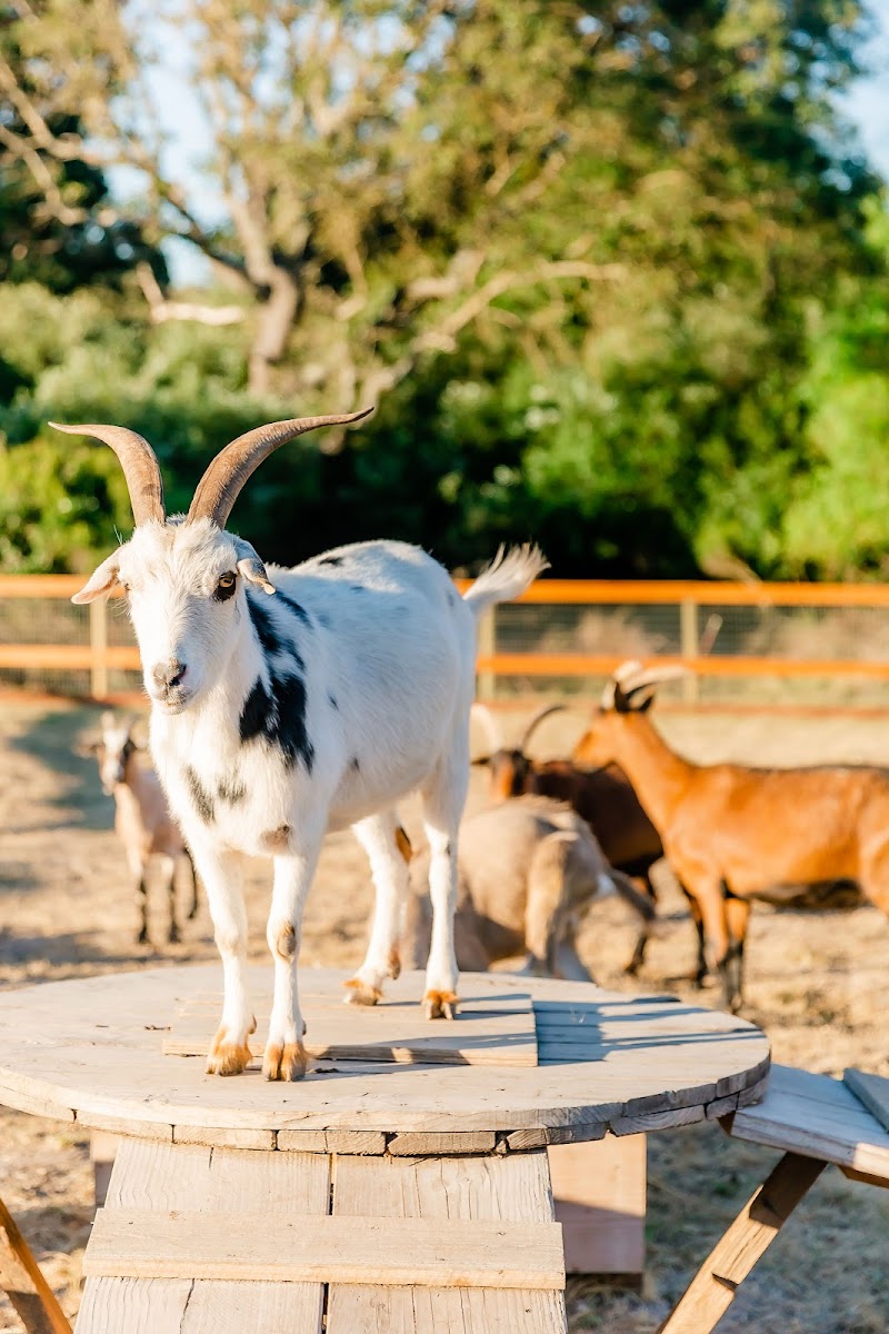 Goatlandia Farm Animal Sanctuary photo 5