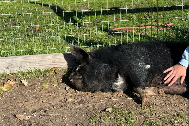 Photo of Goatlandia Farm Animal Sanctuary