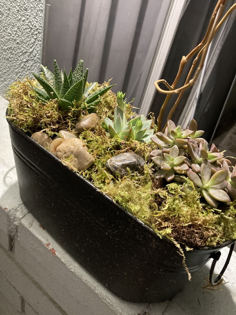 Dottie's Flowers & Plants photo 3