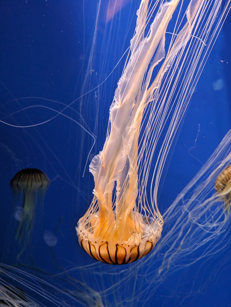 Georgia Aquarium photo 3