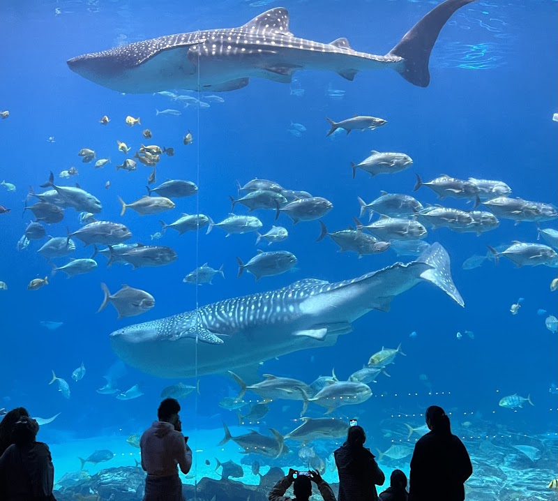 Photo of Georgia Aquarium