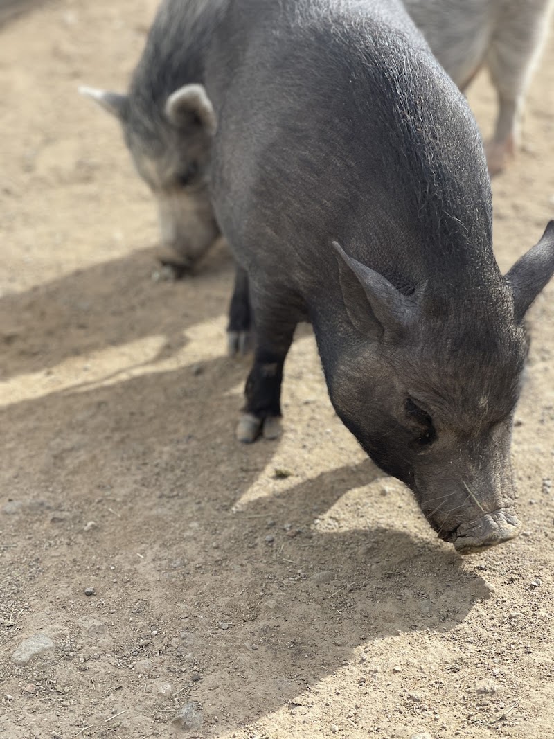One Of A Kind Petting Zoo photo 5
