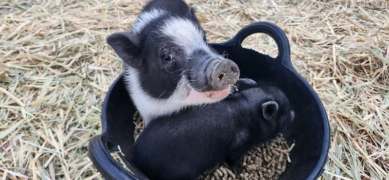 Photo of One Of A Kind Petting Zoo