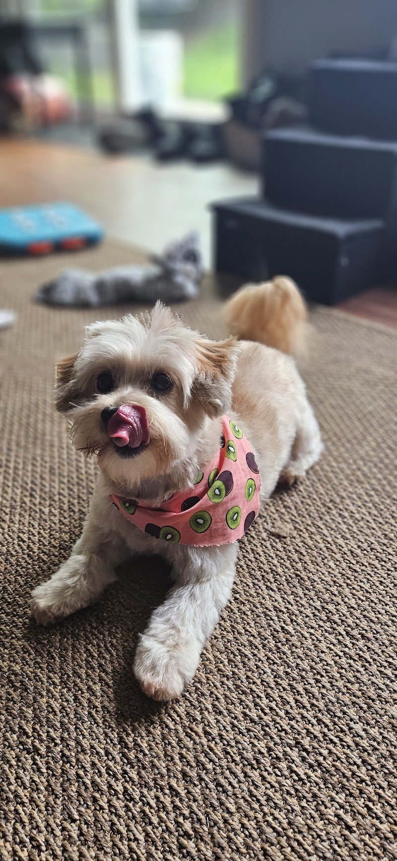 Pampered Pup photo 5