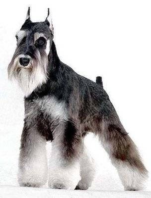 Tails A Go-Go photo 5