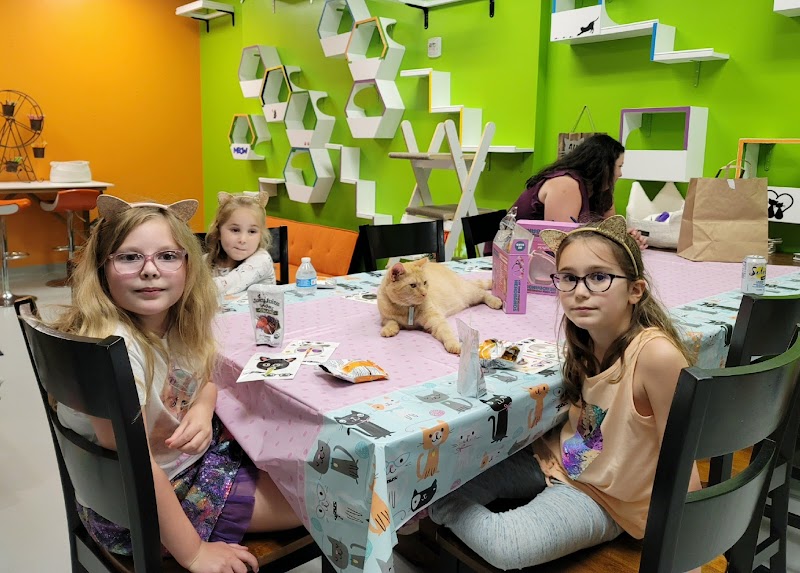 Photo of Patriot Pawsabilities Cat Lounge