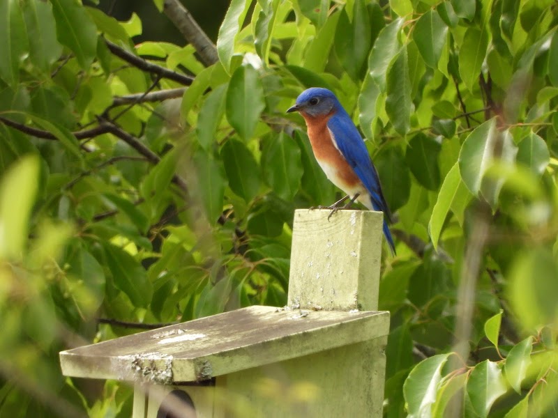 Florida Scrub-Jay Trail photo 3