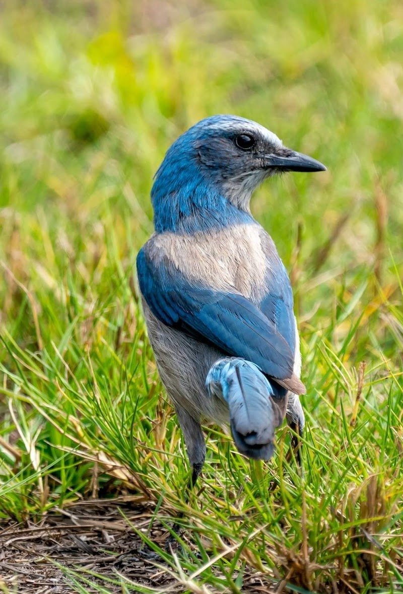 Photo of Florida Scrub-Jay Trail