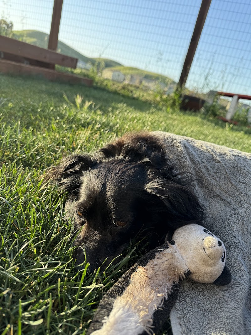 Pets at Peace photo 3