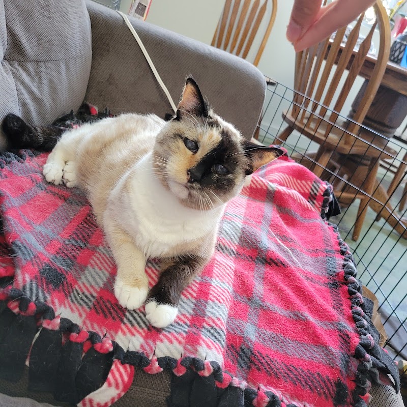 Photo of Pets at Peace