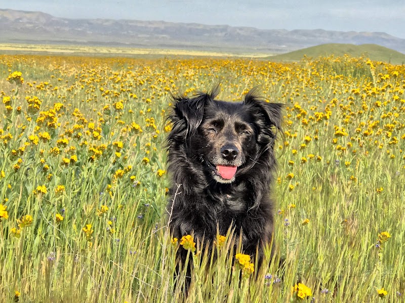 Pets at Peace photo 4