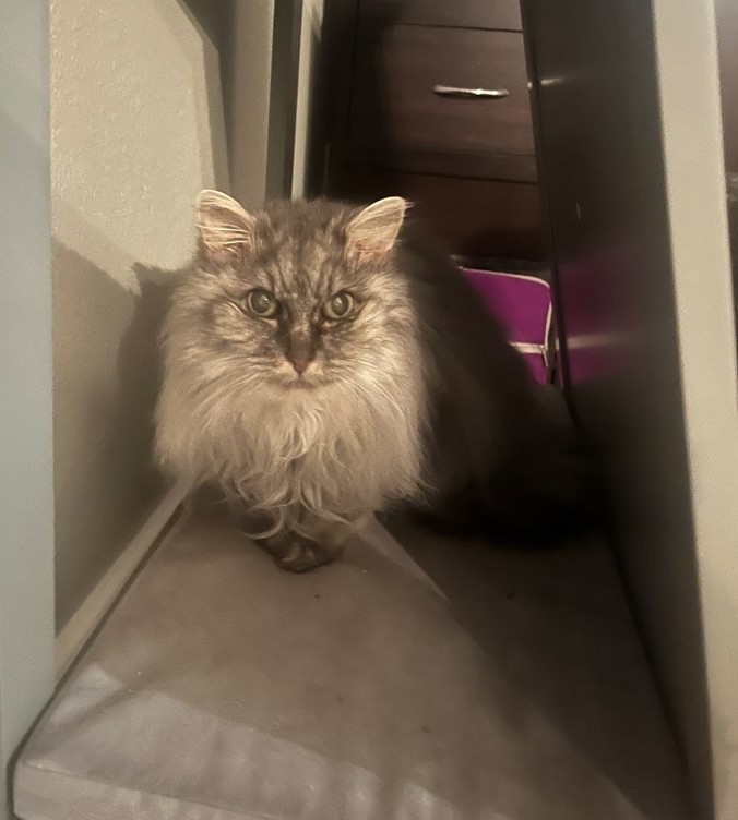 Pets at Peace photo 5