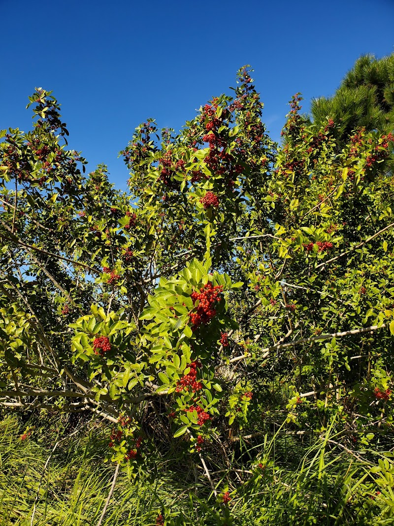 Wolf Branch Creek Nature Preserve photo 4