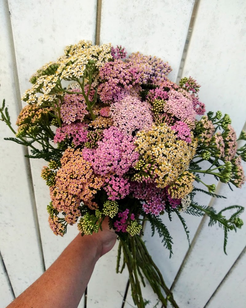 Bloomin Beauties photo 3