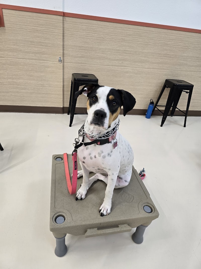 Mak Pack Indoor Dog Park, Doggy Daycare, Dog Wash, Overnight Boarding, Dog Training photo 2