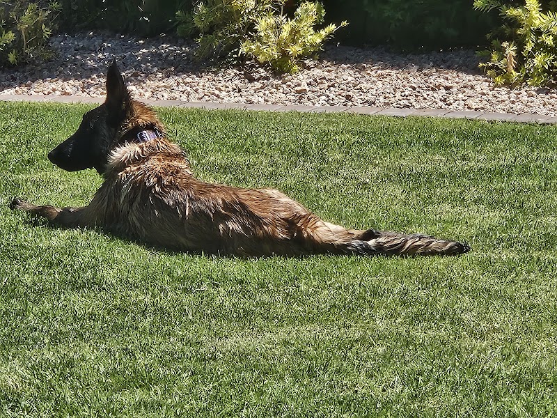 Mak Pack Indoor Dog Park, Doggy Daycare, Dog Wash, Overnight Boarding, Dog Training photo 5