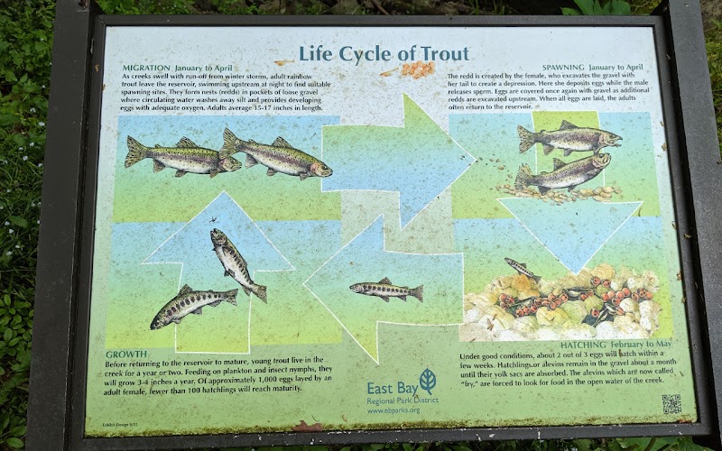 Rainbow Trout Species Discovery photo 3