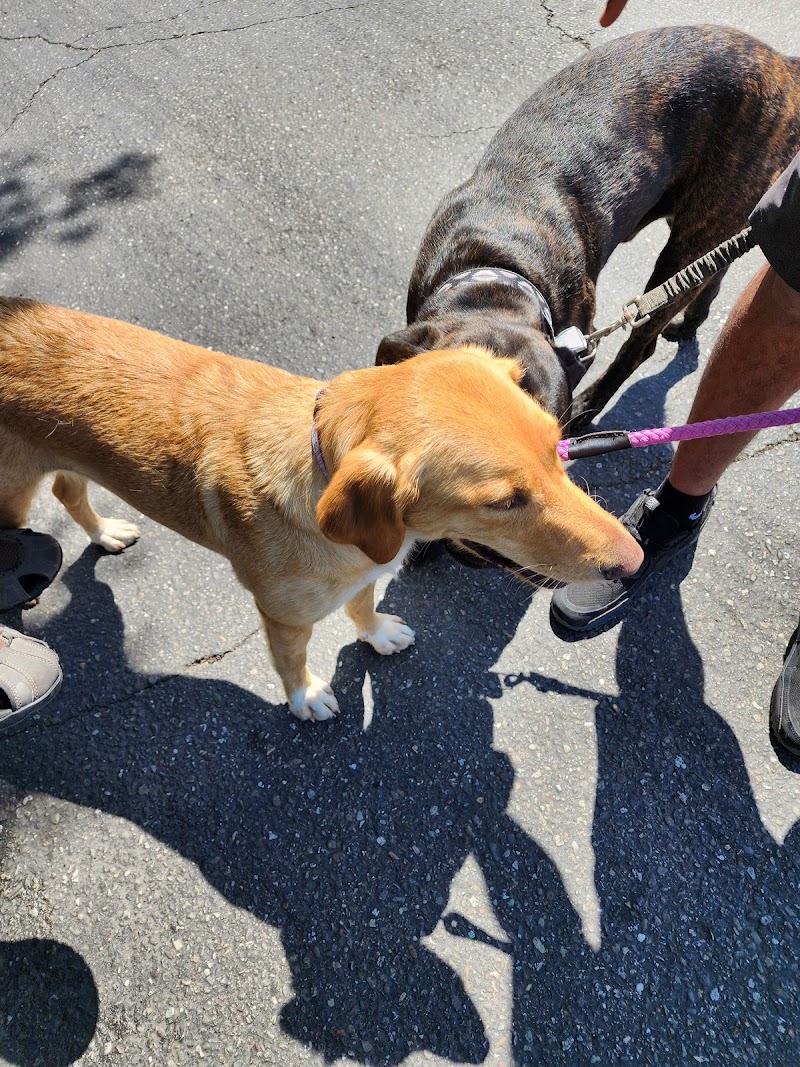 Photo of Summerwind Kennels