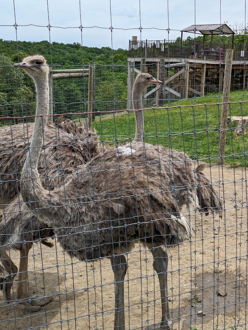 Hovatter’s Wildlife Zoo photo 4
