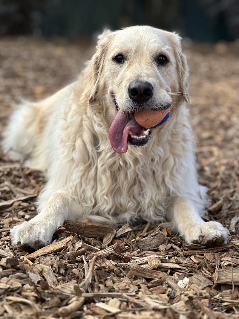 Doza's Dogs photo 4