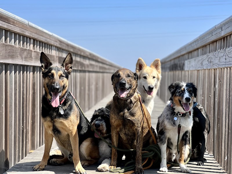 Photo of Doza's Dogs