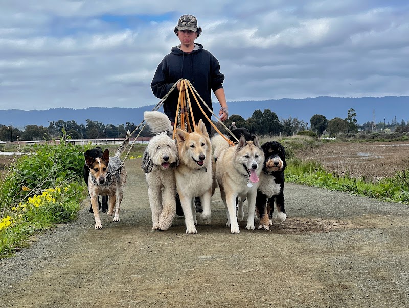 Doza's Dogs photo 3