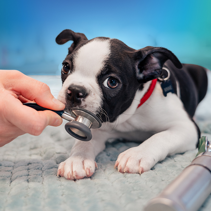 NewDay Veterinary Care Apollo Beach photo 4