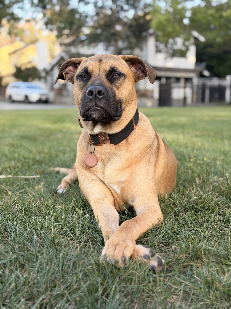 Pawssentials photo 5