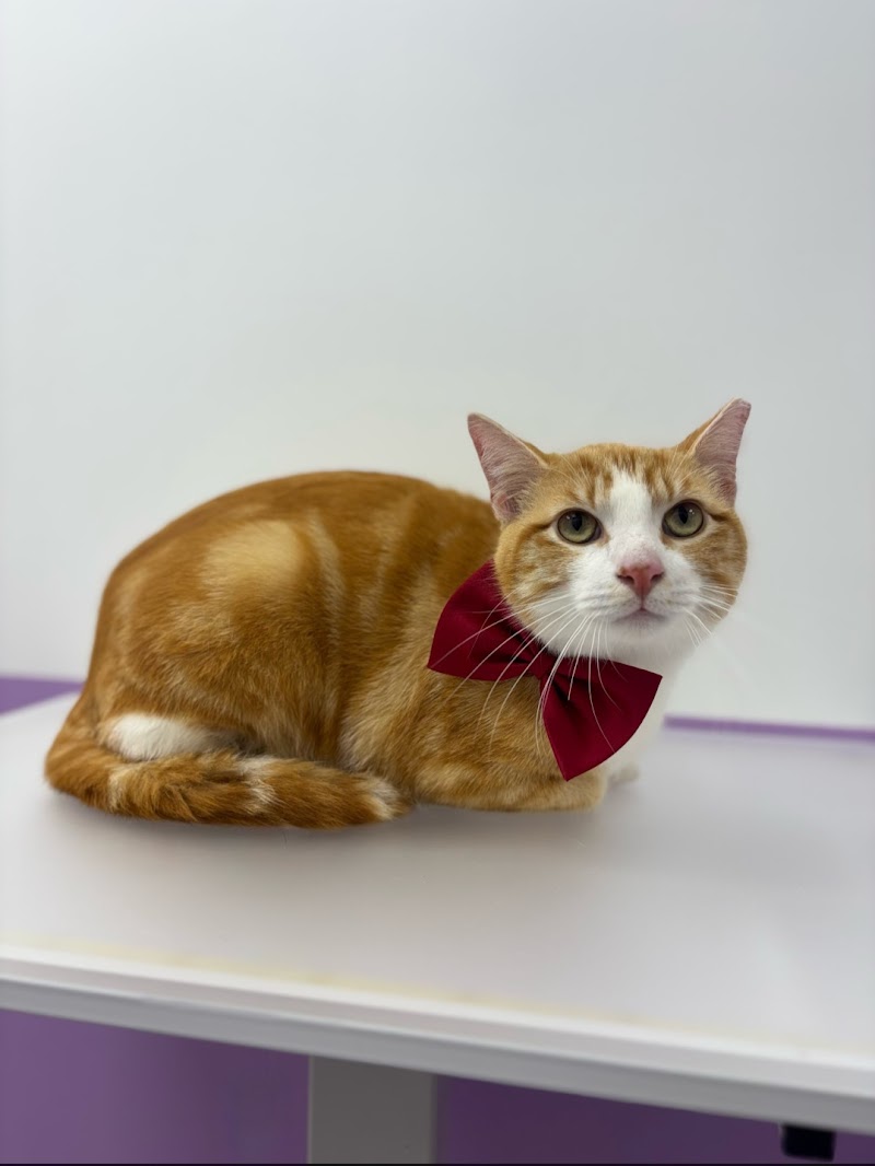Pawssentials photo 3